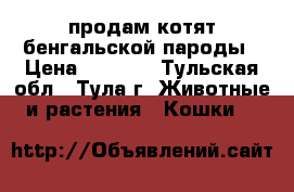 продам котят бенгальской пароды › Цена ­ 7 000 - Тульская обл., Тула г. Животные и растения » Кошки   